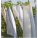 Laundry Line